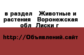 в раздел : Животные и растения . Воронежская обл.,Лиски г.